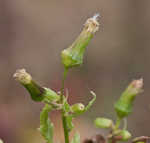 American burnweed